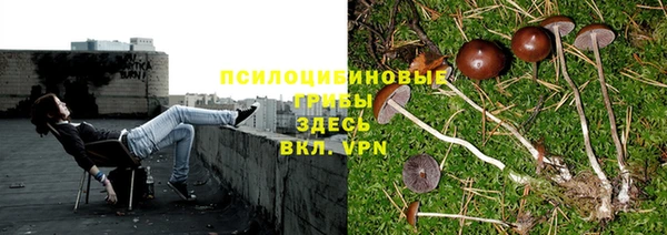 PSILOCYBIN Корсаков